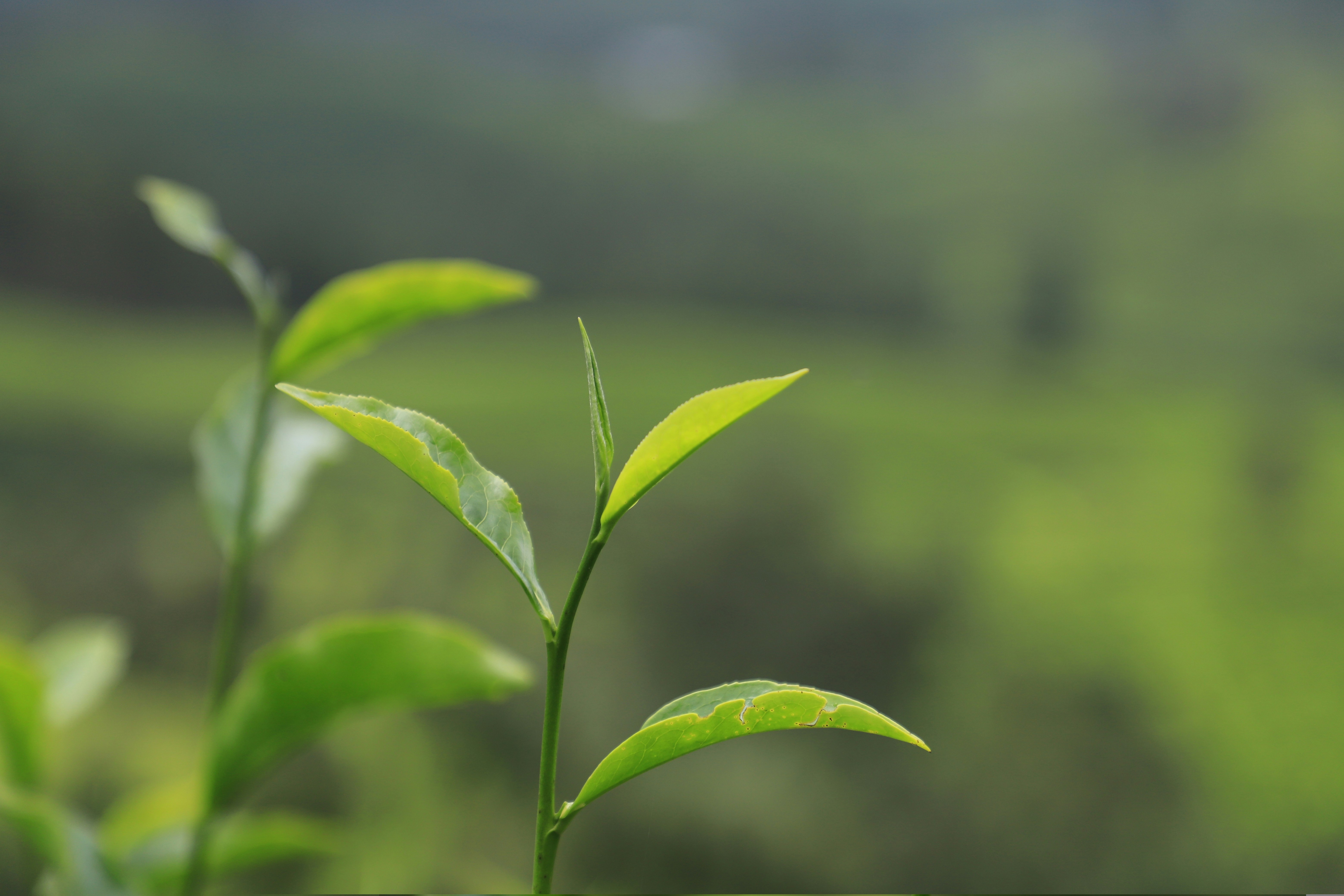 Tea (Assam)